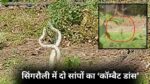 singrauli news